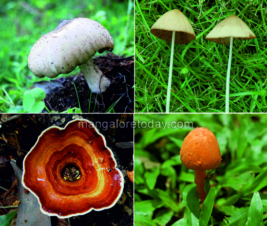 Moshrooms at Yenepoya University
